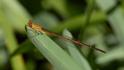Anisagrion allopterum (Middle American Pearlwing) male-2.jpg